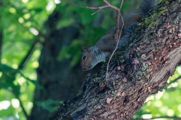 Curious Squirrel Feeding in Summer Garden
