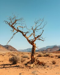 Weathered Twisted Tree in Arid Desert Landscape Symbol of Hopelessness and Disheartened Concept