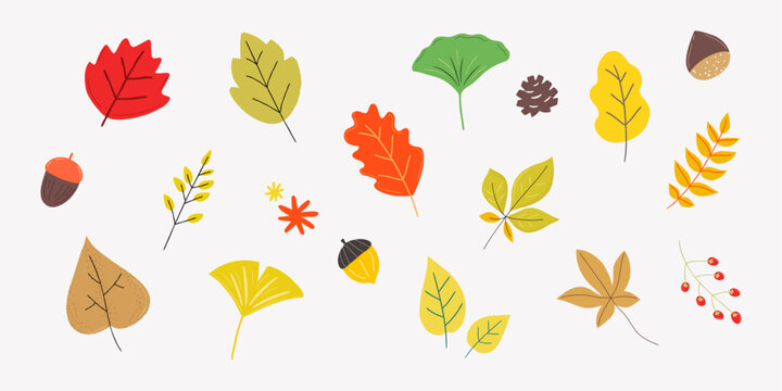 Autumn Leaves and Fruits vector illustrations