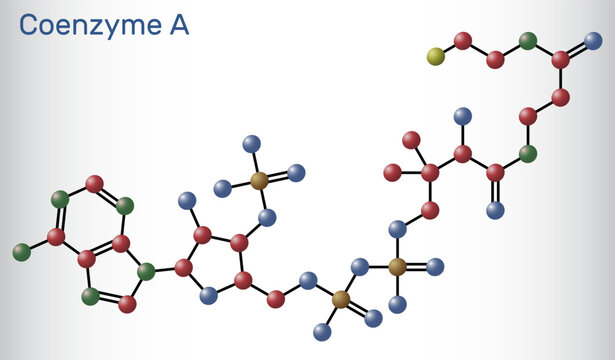 Coenzyme A, CoA, SHCoA, CoASH molecule. Essential coenzyme in fatty acid metabolism and the Krebs cycle, citric acid cycle. Molecule model. Vector