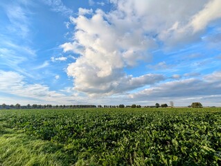 Wolken über einem Rübenfeld 