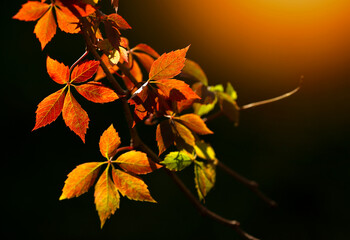 Jesienna impresja. Liście dzikiego wina na ciemnym tle, tapeta, dekoracja.  © mycatherina