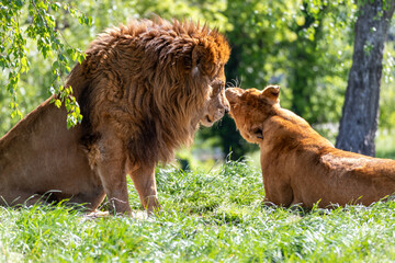 Leone e leonessa coccole