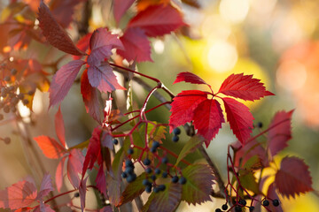 Jesienna impresja. Kolorowe liście dzikiego wina, tapeta, dekoracja.  © mycatherina