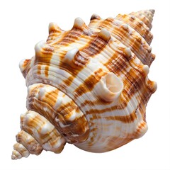 Obraz premium Seashell isolated on white background 