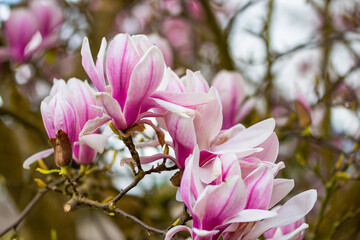 Fototapeta premium beautiful pink magnolia flowers blooming in the garden 