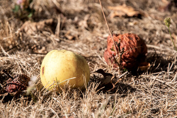 Yellow and rotten apples lie on the ground in the autumn meadow grass closeup