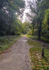 Fototapeta premium Autumn Walk in a Cornish Woodland.