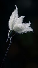 Close-up of Fuzzy White Flower in Darkness