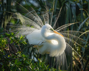 Great Egret with mating display