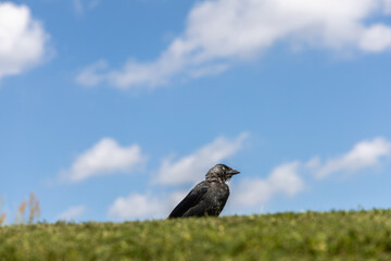  Jackdaw on green grass against blue sky