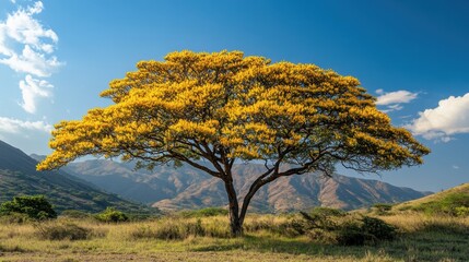 Obraz premium A beautiful acacia tree in bloom, with clusters of bright yellow flowers creating a picturesque scene of natural beauty