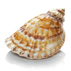 Obraz premium surface seashell is glossy isolated on white 