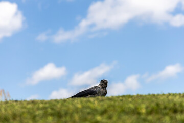  Jackdaw on green grass against blue sky