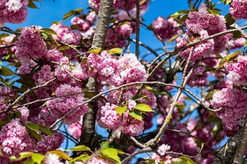 pink and white Sakura blossom	in spring