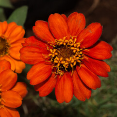 Closeup of a beautiful flower