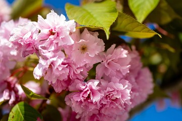 pink and white Sakura blossom	in spring