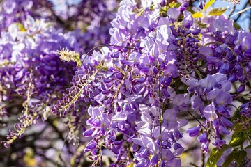 purple wisteria flowers in the garden