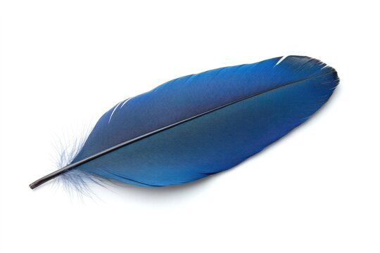 Fototapeta A single blue feather lies on a white surface, ready for use in your design.