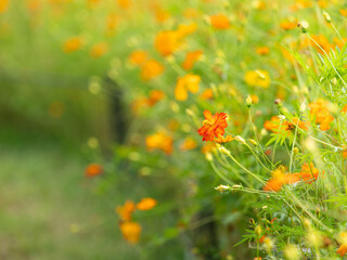 秋の公園や花壇を彩るコスモス（キバナコスモス）のある風景。背景。自然風景素材。