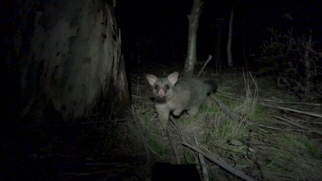 The Opossum of Australia, Brushtail possum, Trichosurus vulpecula