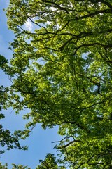 trees in the woods
