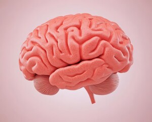 Human brain model, pink color, white isolate background.