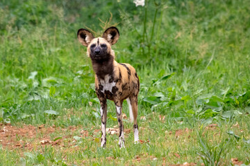African wild dog  (Lycaon pictus)