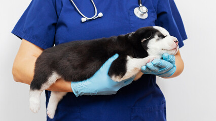 Vet holding newborn puppy in blue gloves