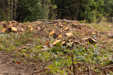 Fresh Green Growth in Crimea's Forest Pathway