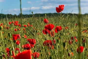 Obraz premium red poppies in the field