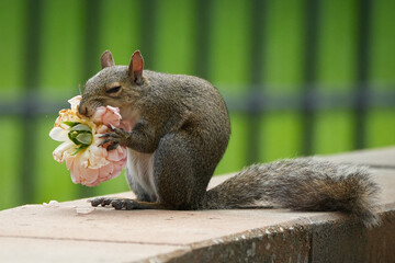 Squirrel smelling Rose