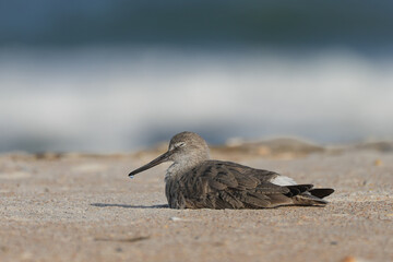 Willet sleeping