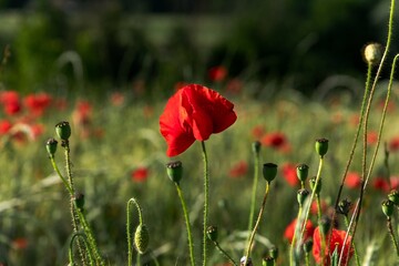 Obraz premium red poppies in the field