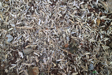 Skin of a very large number of rice grains scattered on the ground, photographed during the day
