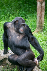 A Chimpanzee is siting and checking the ass. The chimpanzee is a species of great ape native to the forests and savannahs of tropical Africa