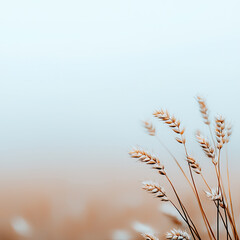 Delicate grass with soft tones, white isolate background.