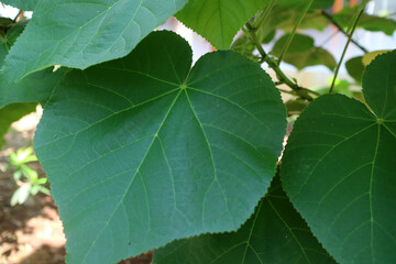 Melochia villosissimus glabrous leaf, heart shaped with a fresh green color
