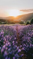 Fototapeta premium A serene lavender field at sunset, showcasing vibrant purple flowers under a golden sky. Perfect for relaxation and nature-themed projects.