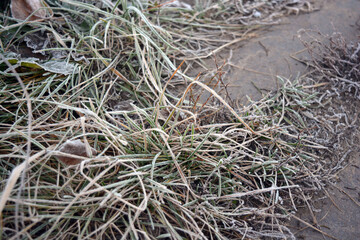 Beautiful and bright nature of autumn and winter, plants. Bright white frost on grass, flowers, flower bushes, shrubs, outdoor flower beds. 