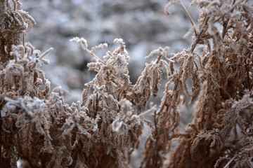 Beautiful and bright nature of autumn and winter, plants. Bright white frost on grass, flowers, flower bushes, shrubs, outdoor flower beds. 