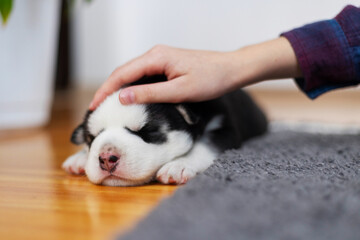 Hand petting a sleeping husky puppy