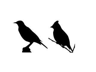 silhouette of a bird