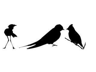 silhouettes of birds
