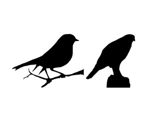 bird on a branch