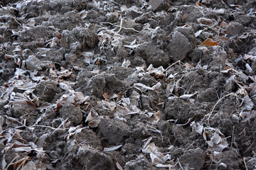 Beautiful and bright nature of autumn and winter, plants. Bright white frost on the ground with yellow dried leaves.