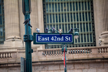 Birds on 42nd