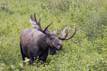 Bull Alaska Yukon Moose in Autumn in Alaska
