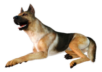 3D Rendering German Shepherd on White