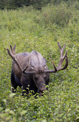 Bull Alaska Yukon Moose in Autumn in Alaska